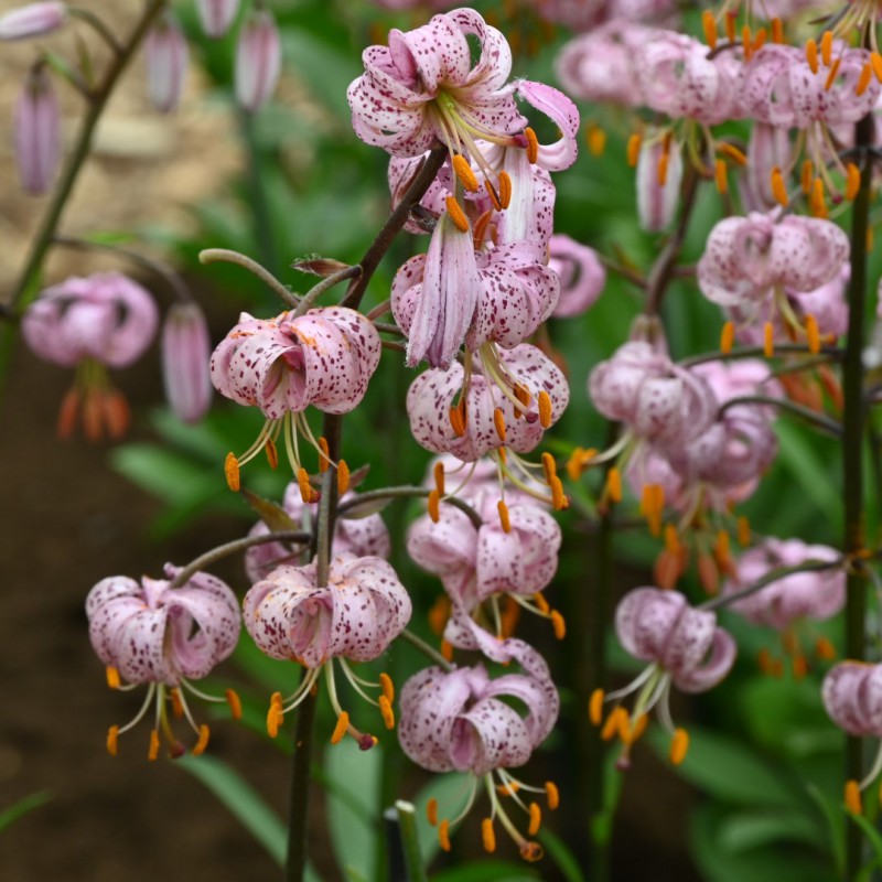 Lilium Martagon Flower seeds blooming in flower beds, containers, borders, and pollinator-friendly gardens