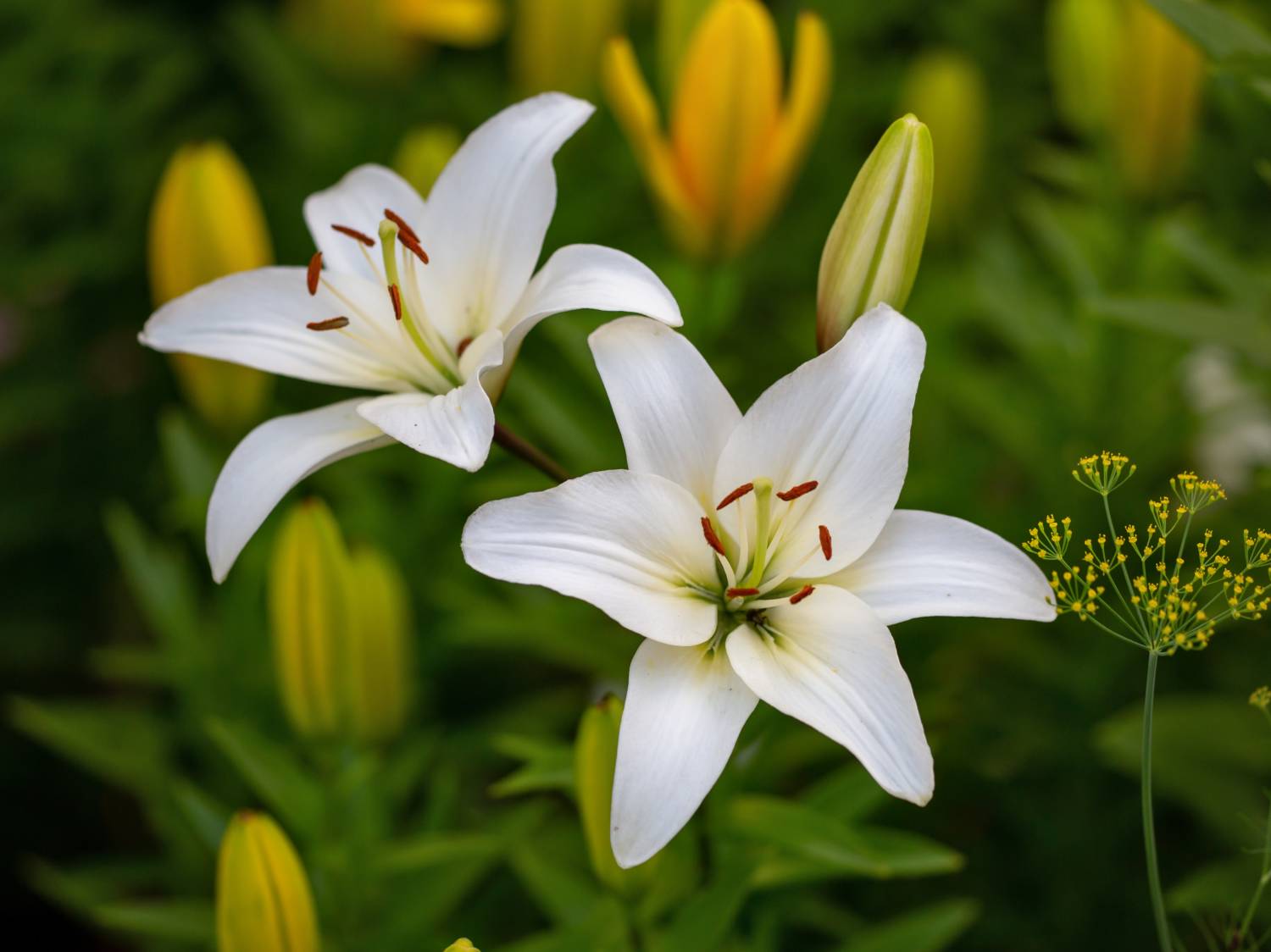 Lilium Flower seeds blooming in flower beds, containers, borders, and pollinator-friendly gardens