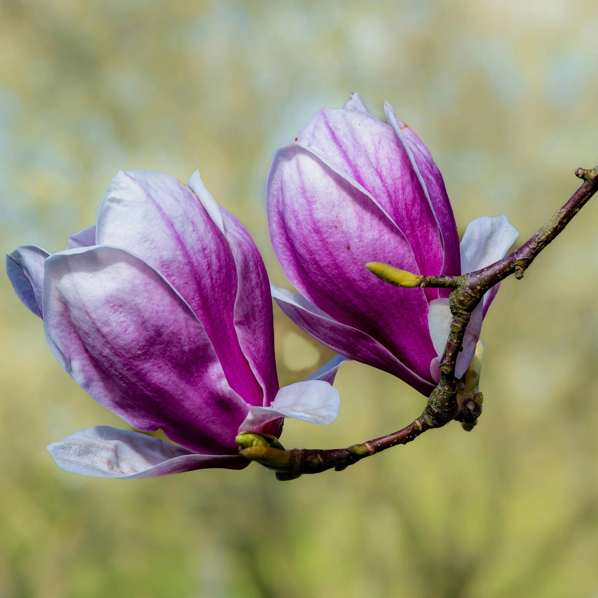 Purple Yula Magnolia Flower Seeds for Rare Blooming Trees