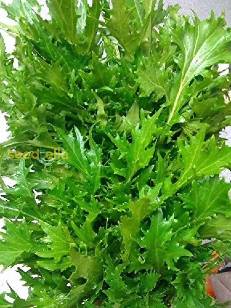 Lime Streaks Mizuna Mustard Seeds Perfect For Planting And Home Gardens Plant Seeds