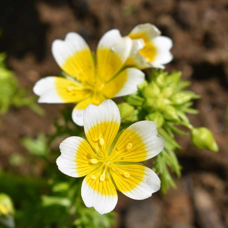 White Yellow Limnanthes Douglasii Flower seeds for Planting - Seasonal Bloomer, Heirloom & GMO Free Seeds for Home Garden