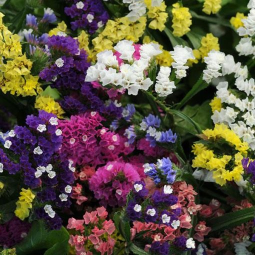 Herencia Flower seeds for Planting - Easy to Grow, Heirloom & GMO Free Seeds for Home Garden