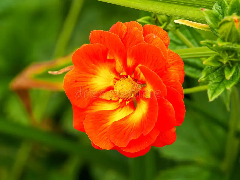 Geum Rossii Flower seeds for Planting - Premium Quality, Heirloom & GMO Free Seeds for Home Garden