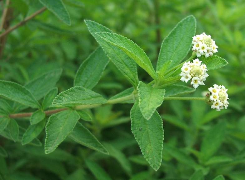 Green Lippia Javanica Flower seeds for Planting - Bright Blooms, Heirloom & GMO Free Seeds for Home Garden