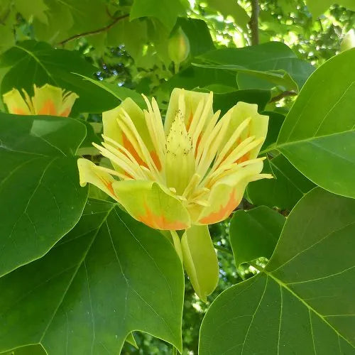 Liriodendron Flower seeds for Planting - Drought Tolerant, Heirloom & GMO Free Seeds for Home Garden