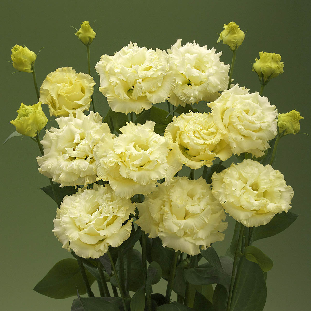 Light Yellow Eustoma (Lisianthus) Flower Seeds for Planting Heirloom NONGMO Seeds Wildflower Mix
Sale