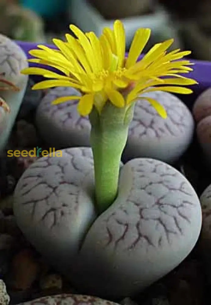 Lithops Pseudotruncatella Succulent Seeds For Easy Planting Plant Seeds