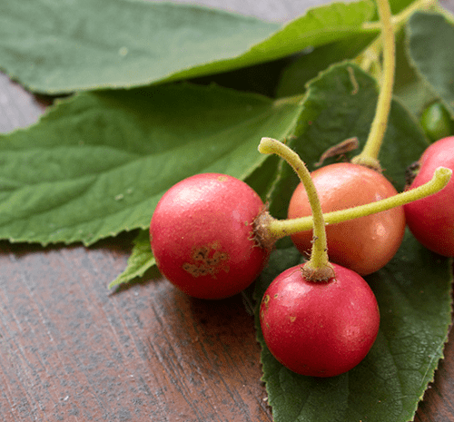 Muntingia Fruit Seeds for Planting Grow Delicious Tropical Fruits in Your Garden