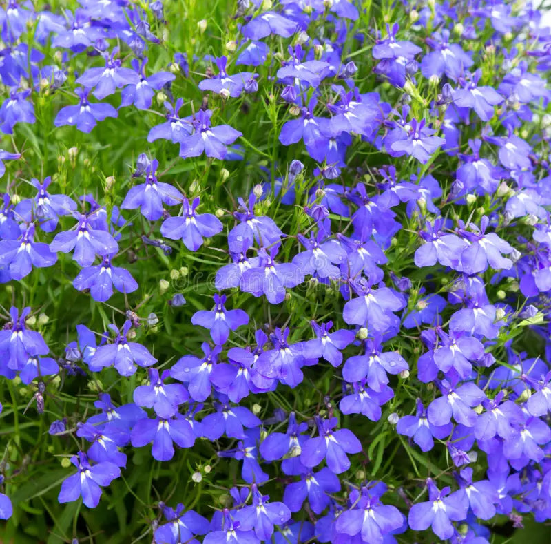 Blue Sapphire Flower seeds for Planting - Cut Flower Favorite, Heirloom & GMO Free Seeds for Home Garden