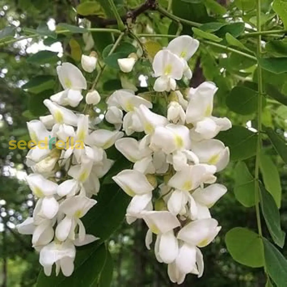 Locust Plant Seeds: Complete Planting Guide Seeds