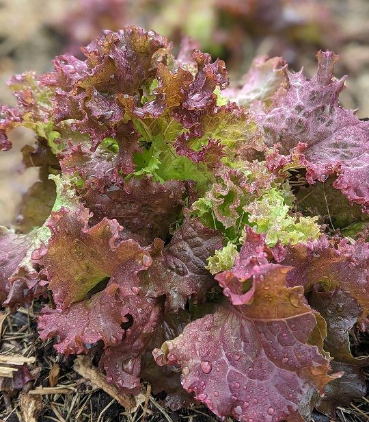 Lolla Rossa Lettuce Seeds for Crisp, Red Lettuce