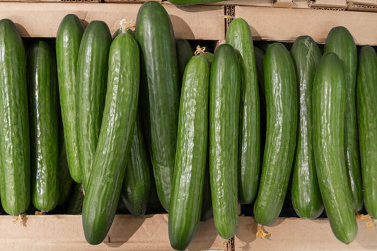Long Green Improved Cucumber Seeds Cucumis sativus slicing variety