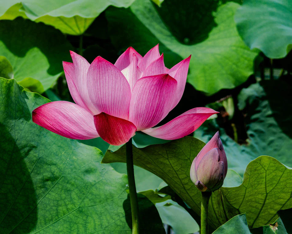 Tulip Light Pink Flower seeds for Planting - Garden Favorite, Heirloom & GMO Free Seeds for Home Garden