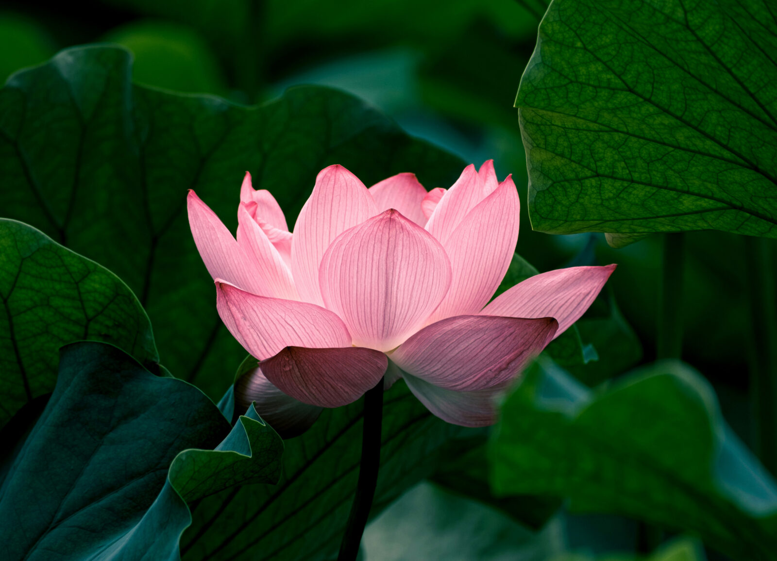 Tulip Light Pink Flower seeds for Planting - Garden Favorite, Heirloom & GMO Free Seeds for Home Garden