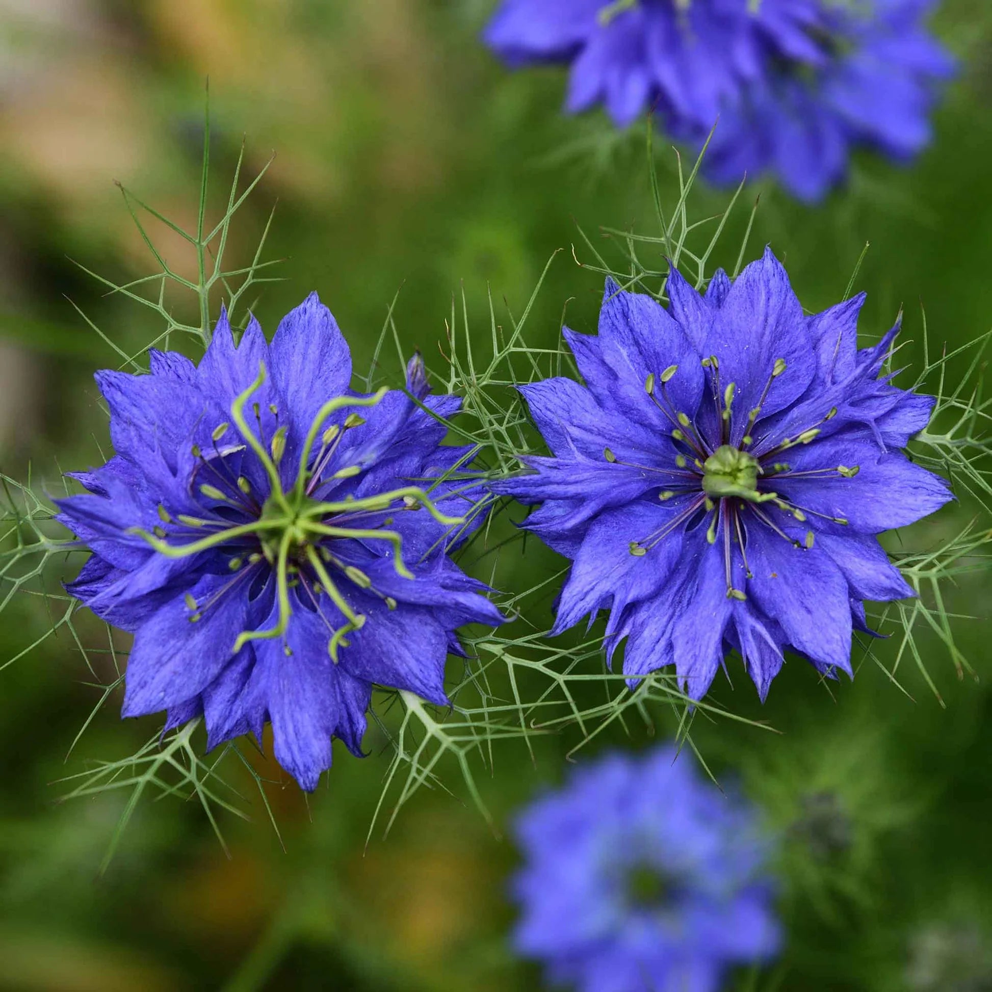 Indigo Flower seeds for Planting, Garden Favorite Heirloom & GMO Free Seeds for Home Garden