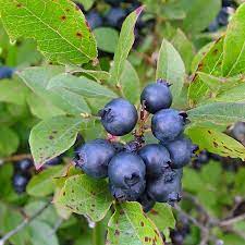 Low-bush wild blueberry seeds forming dense groundcover growth