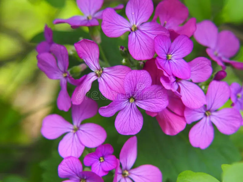 Lunaria Annua Flower seeds for Planting - Long Bloom Season, Heirloom & GMO Free Seeds for Home Garden
