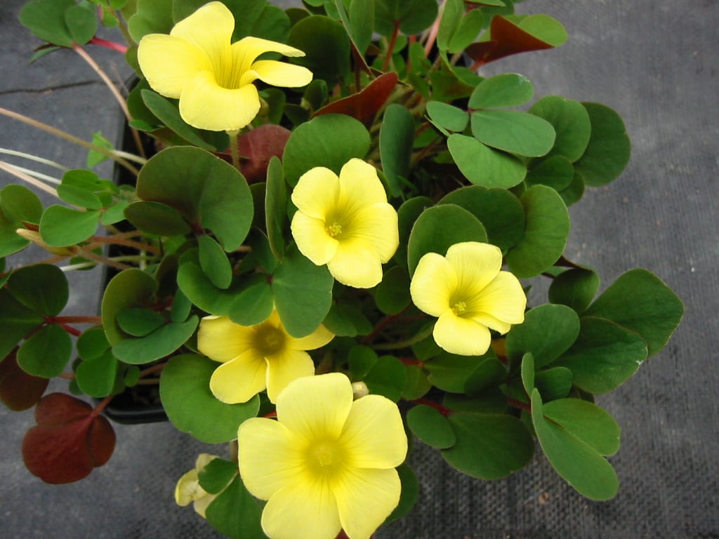 Yellow Bermuda Buttercup Flower seeds for Planting - Hardy Variety, Heirloom & GMO Free Seeds for Home Garden