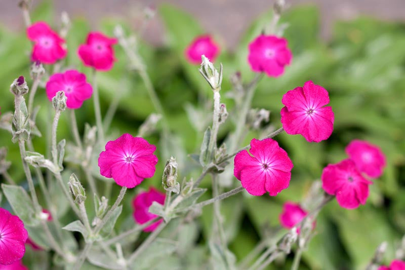Violet Lychnis Flower seeds for Planting - Hardy Variety, Heirloom & GMO Free Seeds for Home Garden