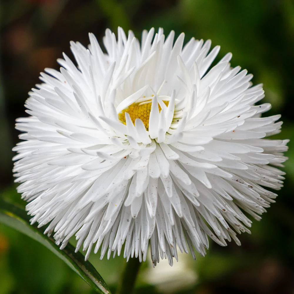 White Bellis Flower seeds for Planting - Cottage Garden Essential, Heirloom & GMO Free Seeds for Home Garden