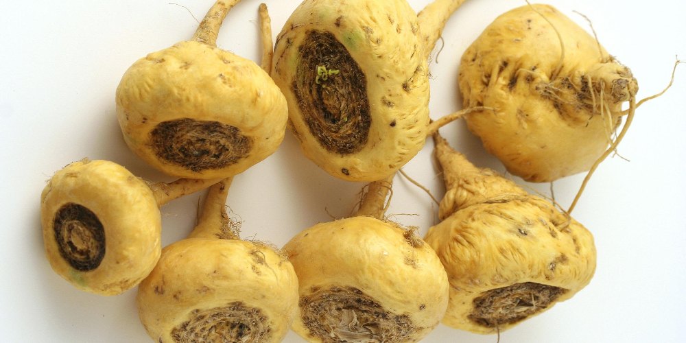 Maca root plant grown from seeds