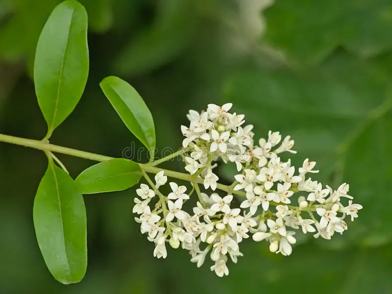 White Privet Flower seeds for Planting - Colorful Display, Heirloom & GMO Free Seeds for Home Garden