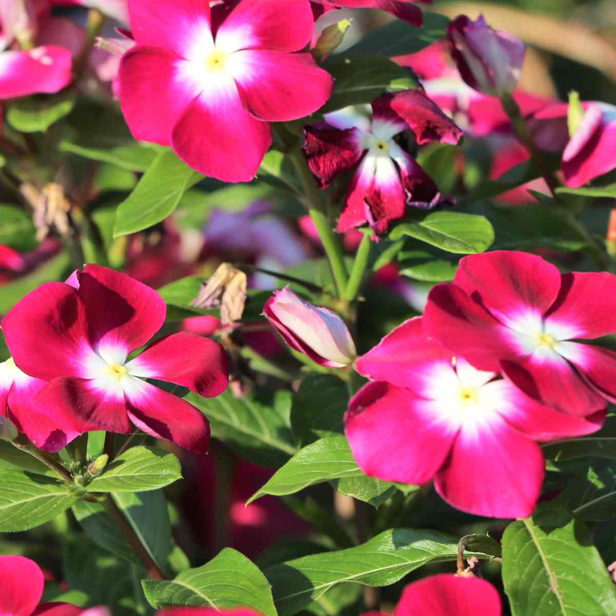 Vinca Annual Raspberry Cooling Seeds for Beautiful Blooms