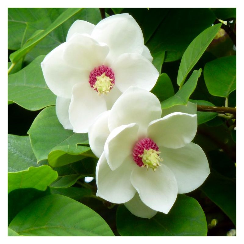Yulan White Flower seeds for Planting - Fragrant Blossoms, Heirloom & GMO Free Seeds for Home Garden