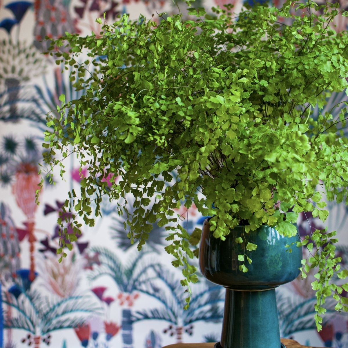 Green Maidenhair Flower Seeds for Planting Garden Favorite Heirloom & GMO Free Seeds for Home Garden
Sale