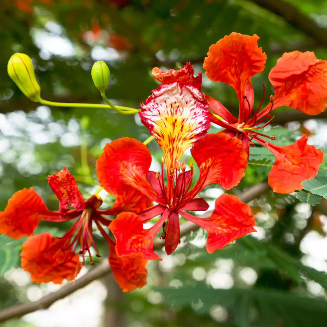 Heirloom Gulmohar Flower seeds blooming in flower beds, containers, borders, and pollinator-friendly gardens