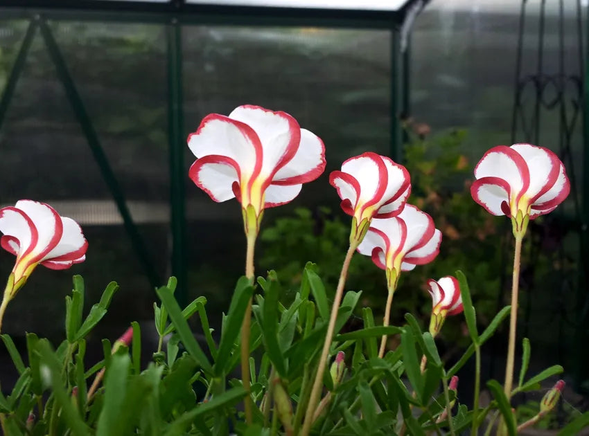 Oxalis Versicolor Flower seeds for Planting Vibrant Colors Heirloom & GMO Free Seeds for Home Garden