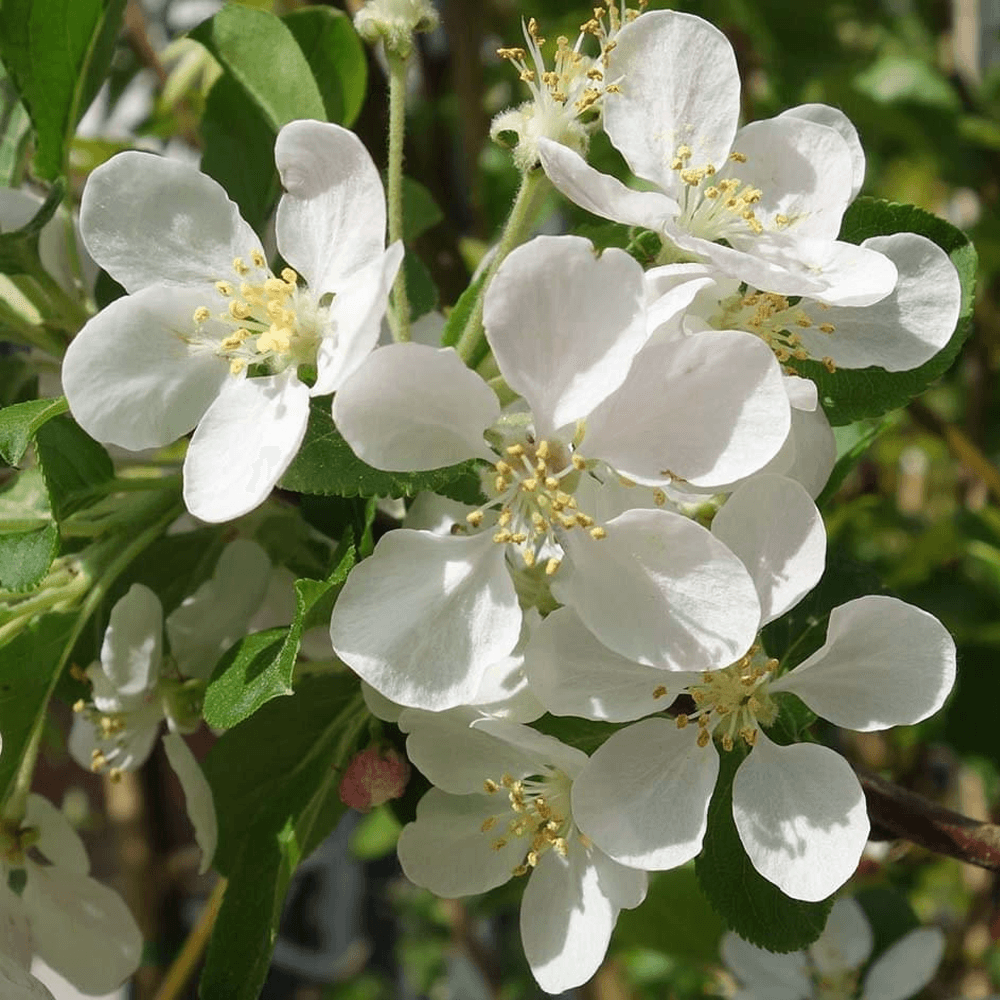 Malus Flower seeds blooming in flower beds, containers, borders, and pollinator-friendly gardens