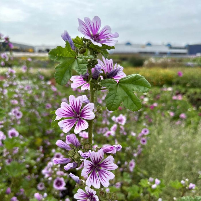 Malve Super-Single-Mix Seeds for Planting home garden flower bed
