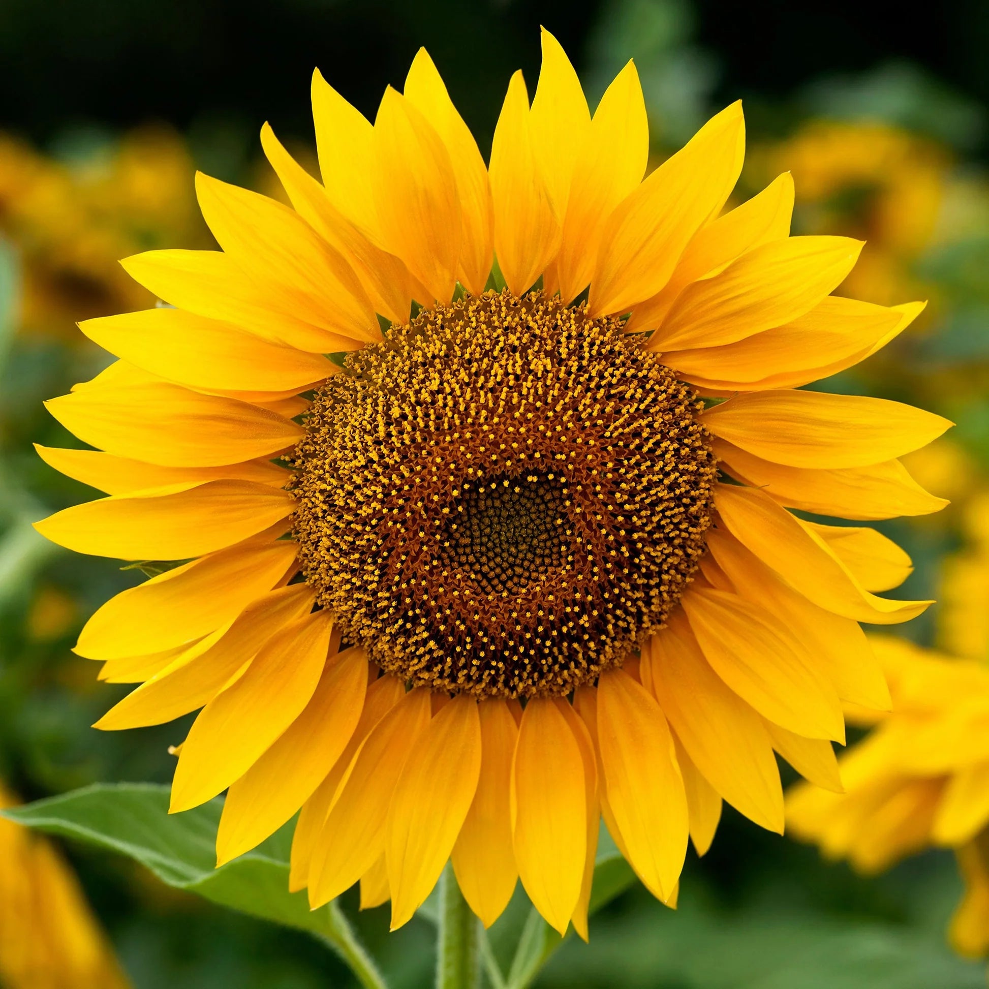 Mammoth Grey Stripe Sunflower Seeds – Organic Non-GMO Giant Flower Variety