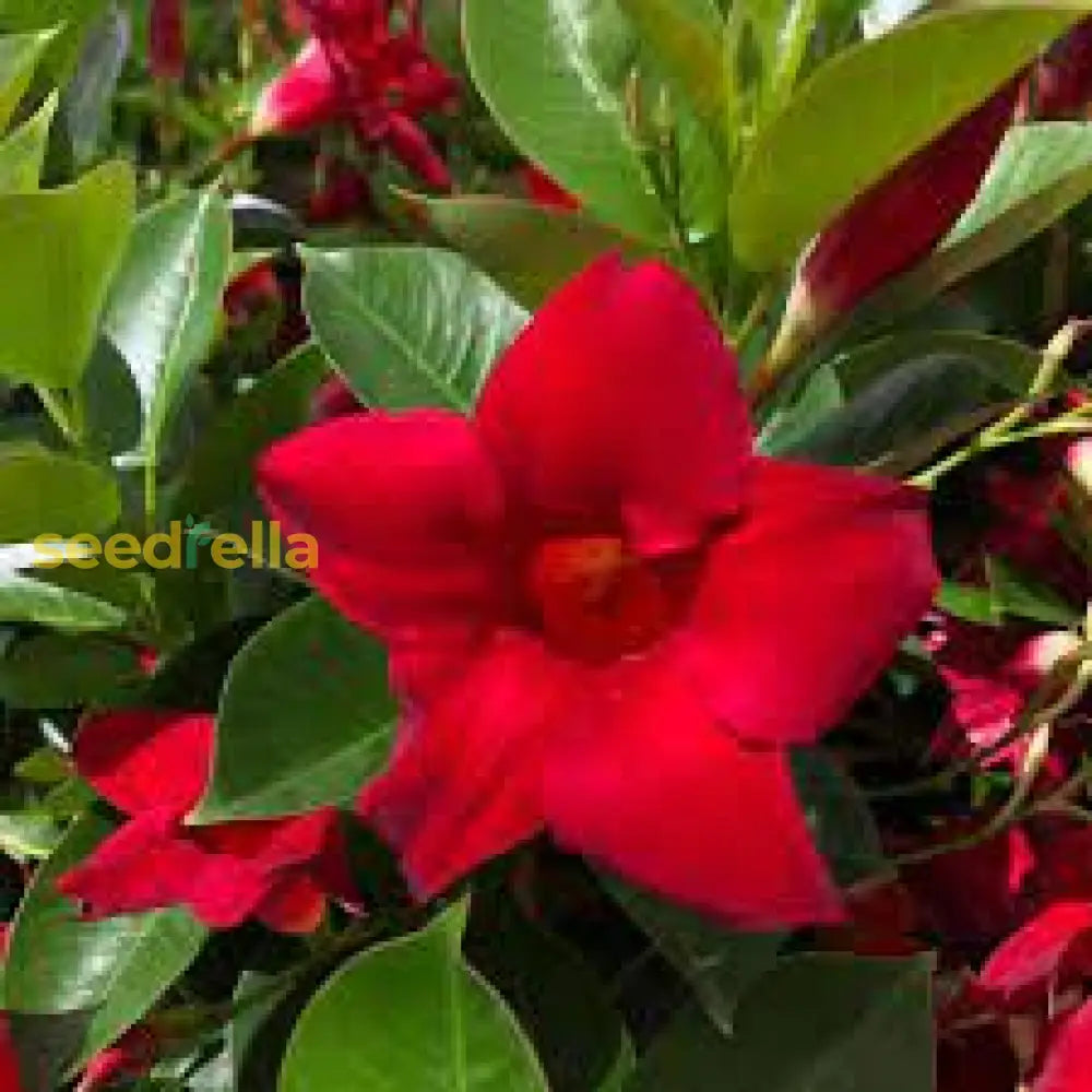 Mandevilla Red Sanderi Flower Seeds For Planting Vibrant Climbing Blooms