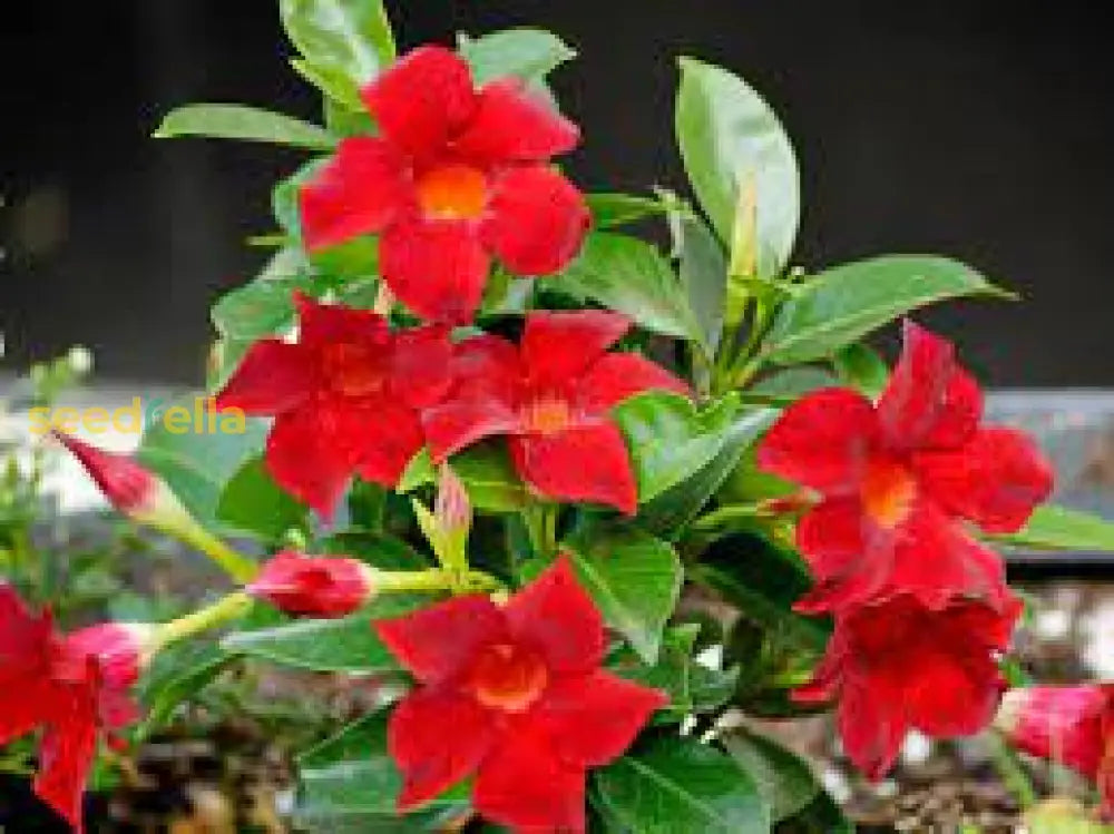 Mandevilla Red Sanderi Flower Seeds For Planting Vibrant Climbing Blooms