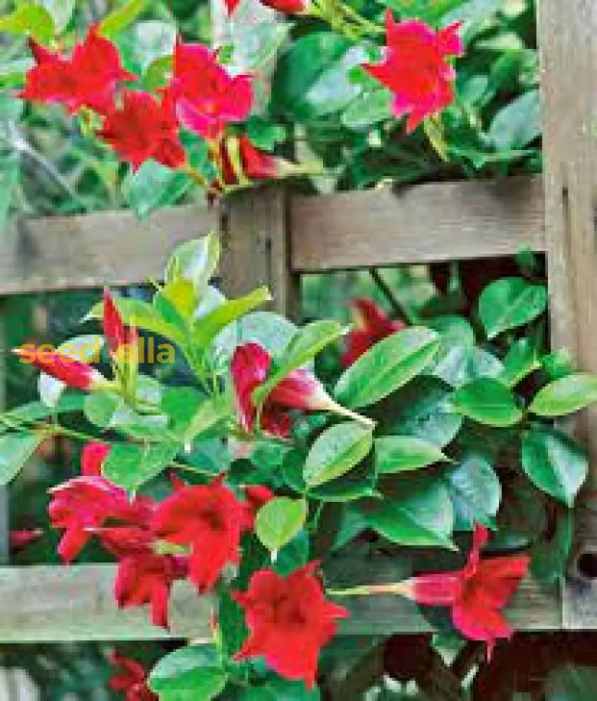 Mandevilla Red Sanderi Flower Seeds For Planting Vibrant Climbing Blooms