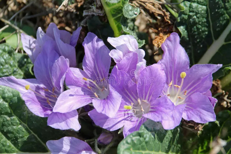 Mandragora Flower seeds for Planting - Sun Loving, Heirloom & GMO Free Seeds for Home Garden