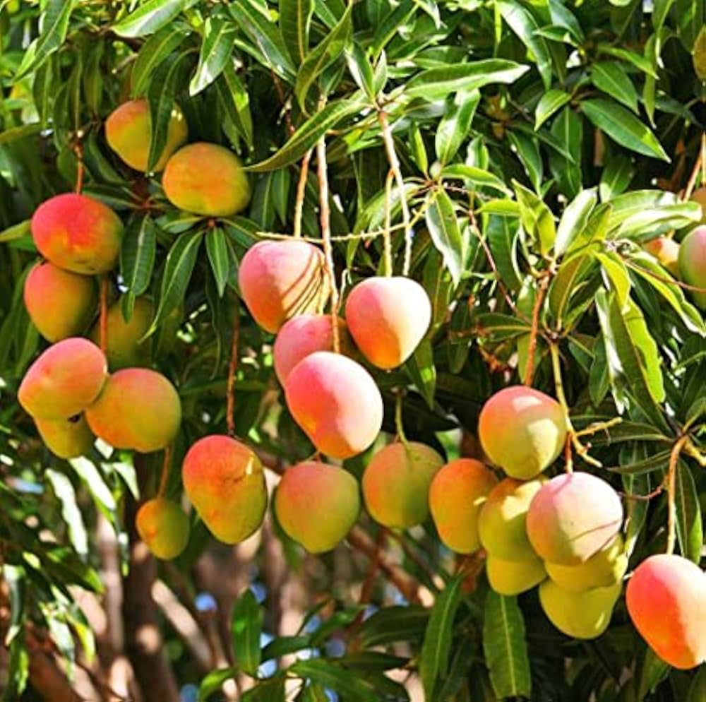 Mango seeds for planting Mangifera indica