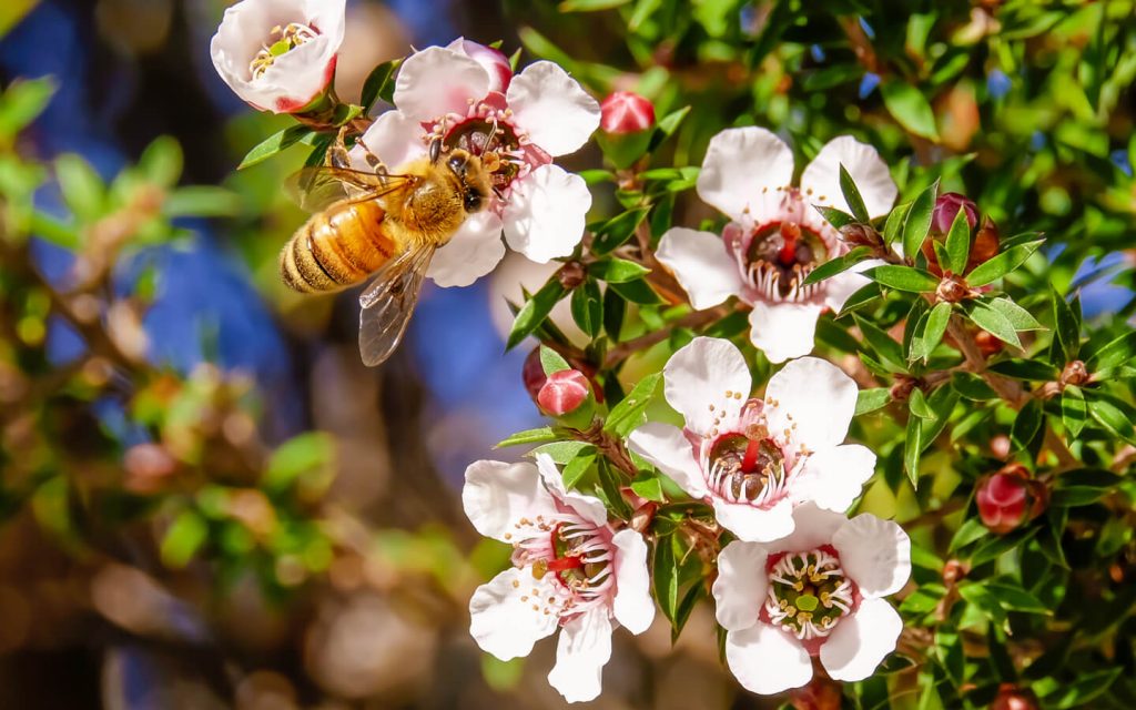 Manuka seeds for borders and garden beds