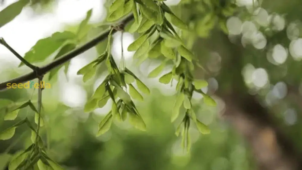 Maple Tree Seeds Dark Green Planting For Beautiful Landscapes! Plant Seeds