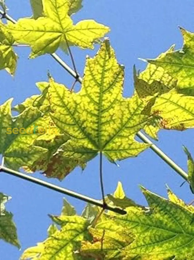 Maple Tree Seeds Dark Green Planting For Beautiful Landscapes! Plant Seeds