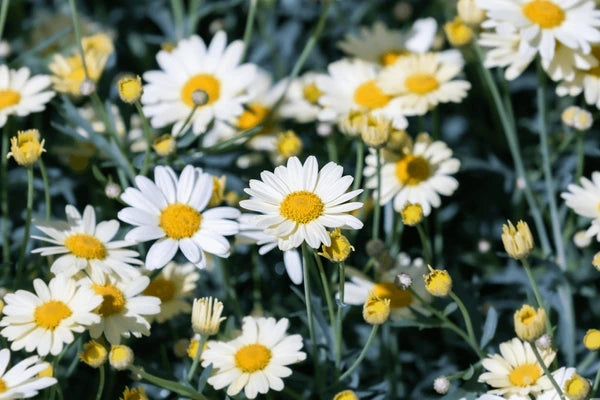 Yellow White Argyranthemum Flower seeds for Planting - Pollinator Friendly, Heirloom & GMO Free Seeds for Home Garden