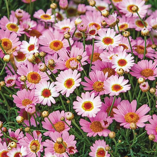 Mixed Argyranthemum Flower seeds for Planting - Cut Flower Favorite, Heirloom & GMO Free Seeds for Home Garden