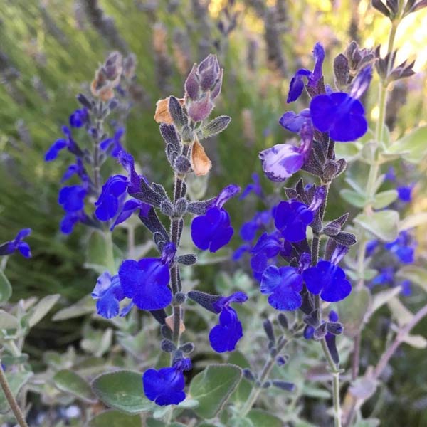 Blue Marine Flower seeds for Planting - Hardy Variety, Heirloom & GMO Free Seeds for Home Garden