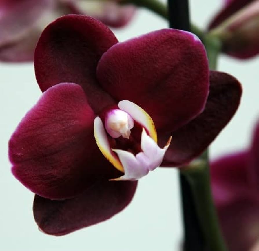 Maroon Butterfly Orchids Flower seeds blooming in flower beds, containers, borders, and pollinator-friendly gardens