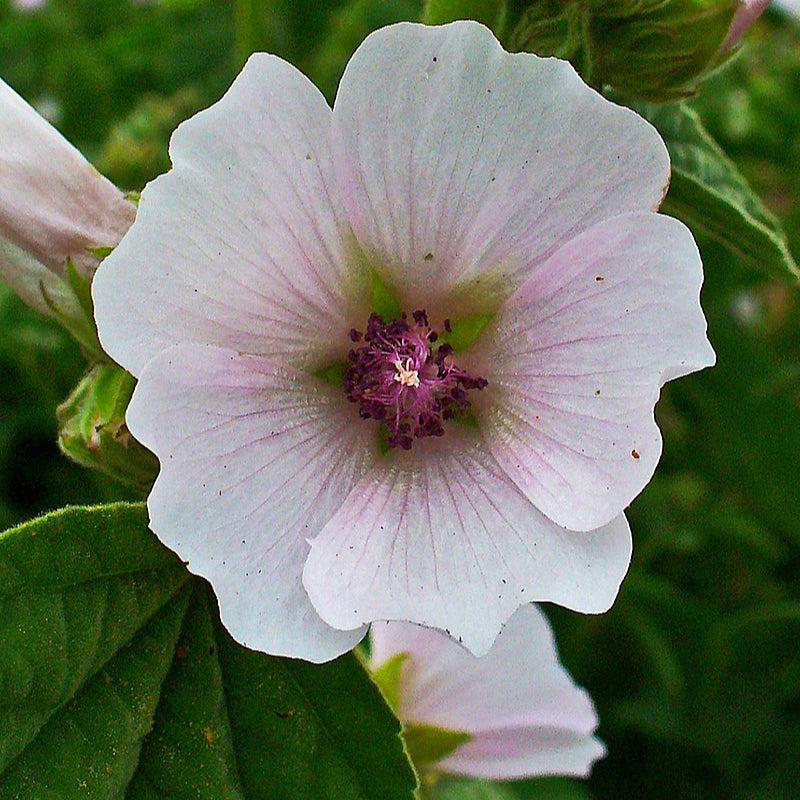 Marshmallow Seeds – Organic Non-GMO Wellness Herb with Soft Pink Flowers