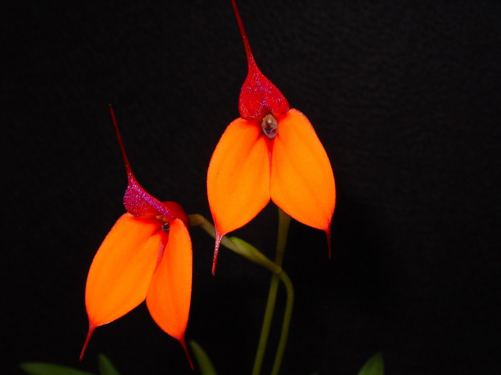 Orange Utricularia Flower seeds for Planting - Seasonal Bloomer, Heirloom & GMO Free Seeds for Home Garden