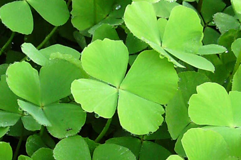 Light Green Clover Flower seeds for Planting - Cut Flower Favorite, Heirloom & GMO Free Seeds for Home Garden