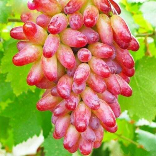 Mature grapevines grown from red and green grape seeds